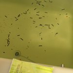 お茶漬け風味の草津温泉!入浴剤かと思ったら、お茶漬けの素だった!