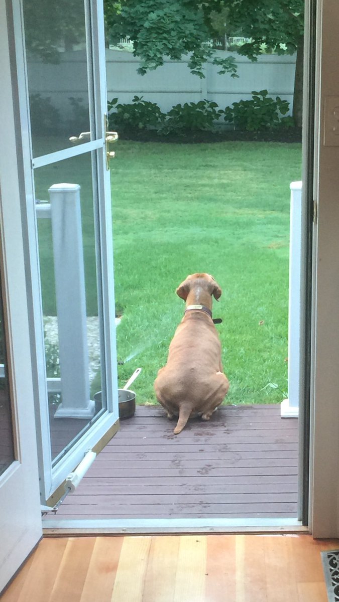 Yes Daisy it is a beautiful morning, but hurry back in..Pet Parade is coming on! 🐾#wbz