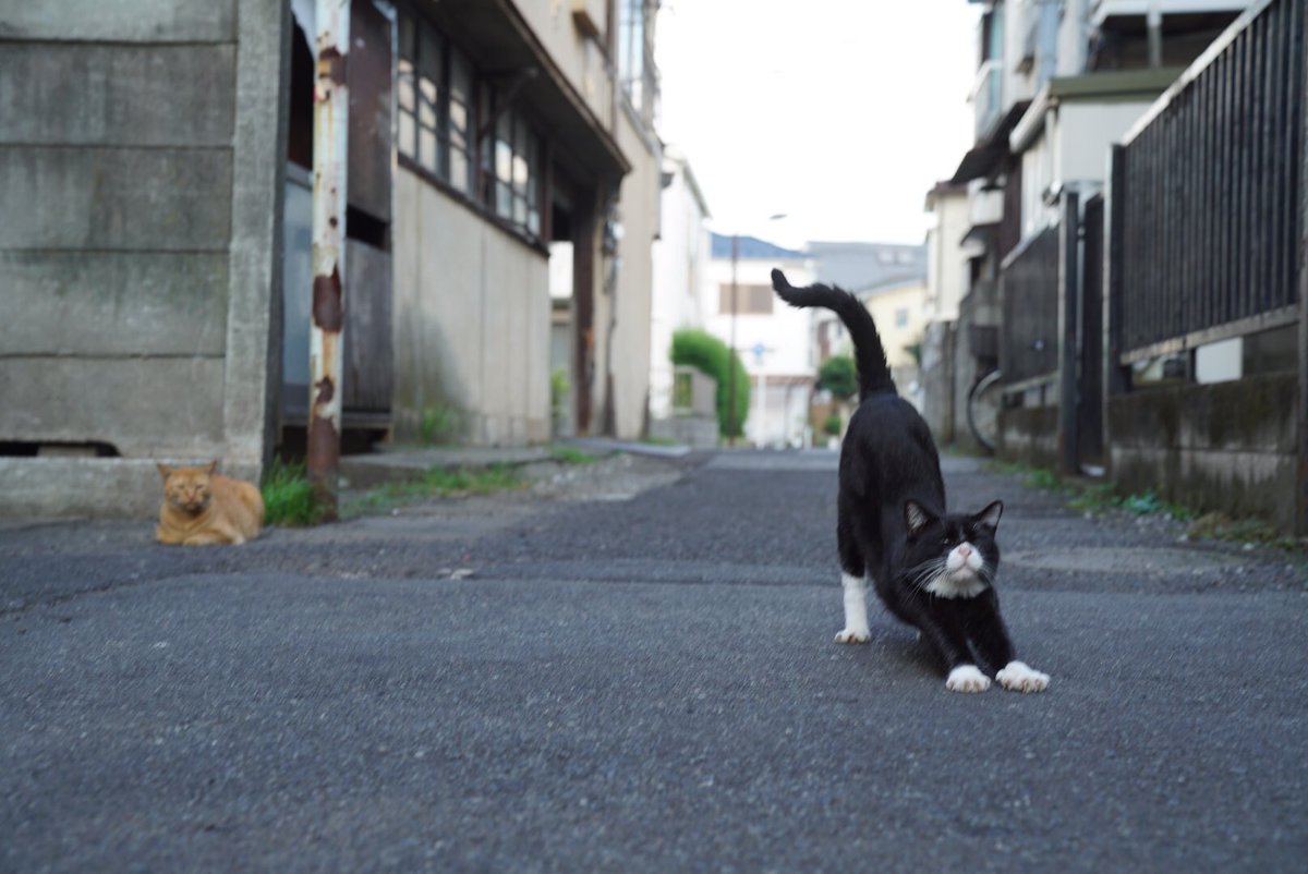 ねこかます Pa Twitter かなり久しぶりに見に行けました 4号は痩せて1号は太って阿修羅は顔デカいままでした