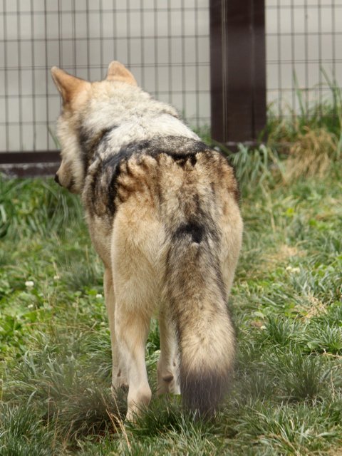 狼祭実行委員 様々な事情から尾が途中で切れ 短い尾をもつオオカミもいます とくに円山動物園のルークはしっぽ が極端に短く見えるといわれますが 野生下でも同じくらい短い尾のオオカミの観察事例が複数あるようです 狼情報