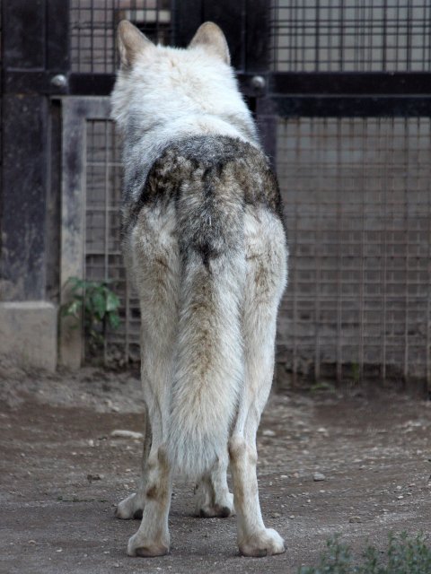 狼祭実行委員 また 年を取ることによる毛色の白化が目立つ部分でもあります 色の変わりかたは円山動物園のジェイの尾の色の変化をみるとわかりやすいと思います 1枚目の画像は09年11月の様子 2枚目は約7年後 16年8月の様子 狼情報