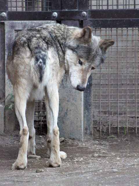 狼祭実行委員 様々な事情から尾が途中で切れ 短い尾をもつオオカミもいます とくに円山動物園のルークはしっぽ が極端に短く見えるといわれますが 野生下でも同じくらい短い尾のオオカミの観察事例が複数あるようです 狼情報