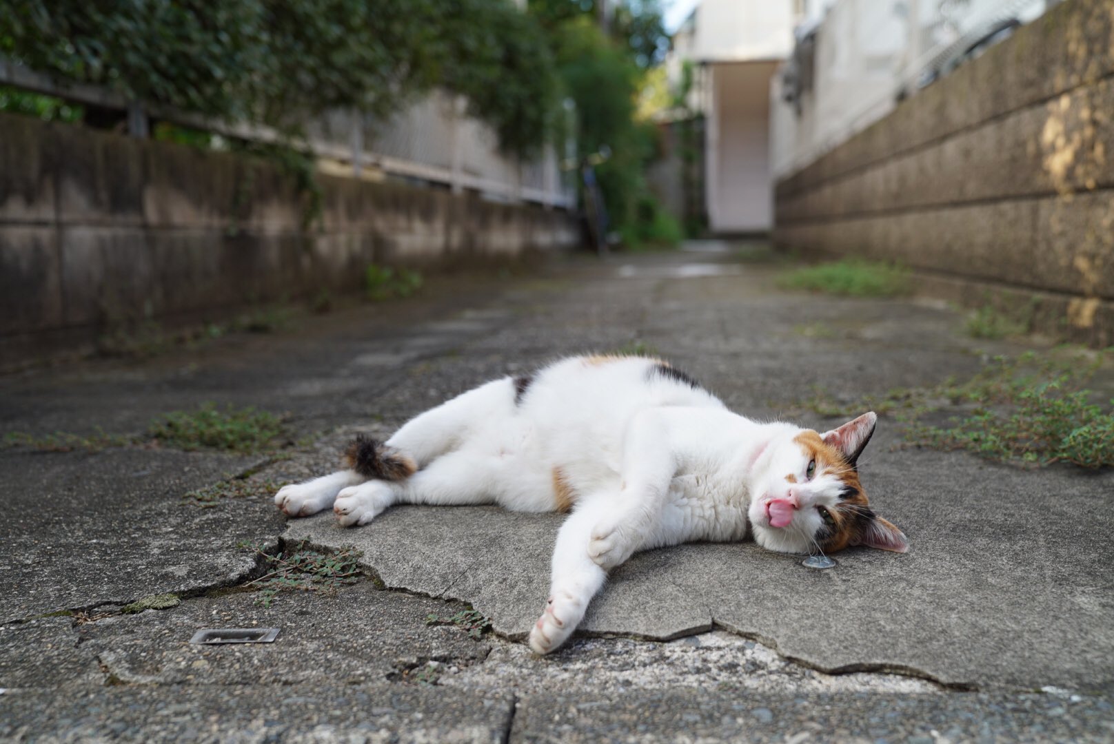 ねこかます あまり時間が取れなかったのでいつもの猫たちは一部のみ生存を確認 悪天候後でも元気にやっているそうです ただ 公園付近で気性の荒い黒猫が姿を見せるようになったとの情報が また行かねば T Co Zos6j7t6nr Twitter