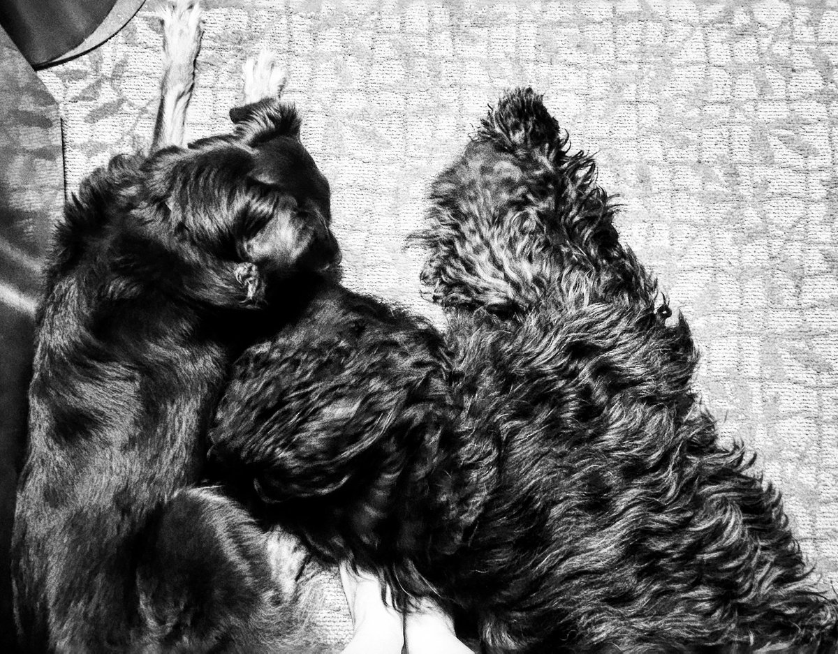 studioskiffle's tweet photo. No lack of warm feet when the love of dogs are around ♡  #skifflealongwithme #skiff #skiffleabout #westvirginia https://t.co/NEFZoGXbcT