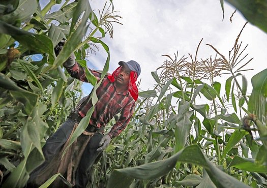 StarTribune's tweet image. Did you know Minnesota is the No. 1 producer of sweet corn in the country? strib.mn/2bKHw5n
