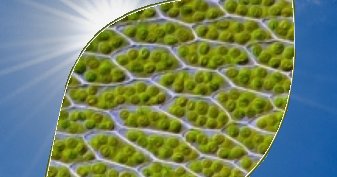 wyssinstitute's tweet image. Pseudosynthesis - #Solar Power that Mimics Photosynthesis. #SynthBio could aid green energy buff.ly/2bZFmz8