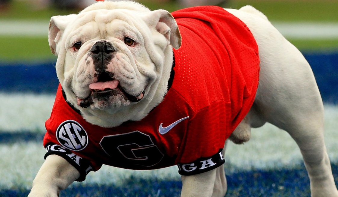 universityofga's tweet image. UgaX in @RollingStone! 🐾
Inside the lives of dog mascots, college football's biggest stars: rol.st/2bXBYoP