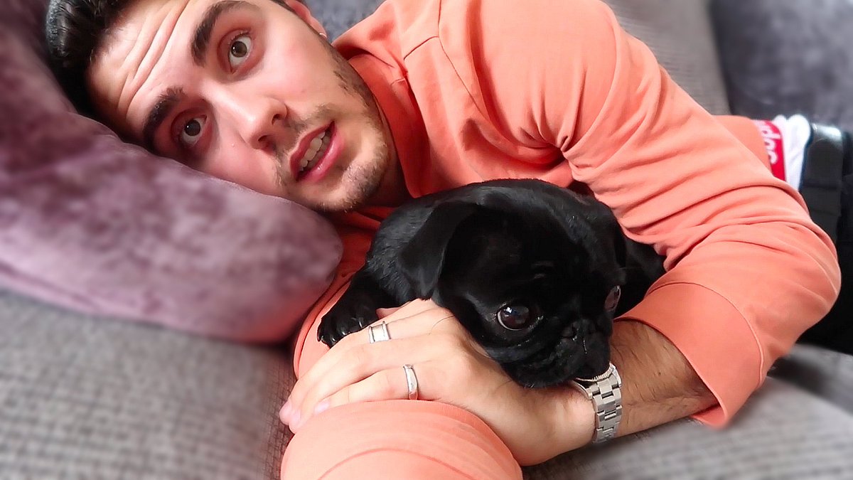 AlfieDeyes's tweet image. Yesterday was a relaxed day at home with @Zoella preparing for the dogs birthday party youtu.be/GhPB7r3qgc8