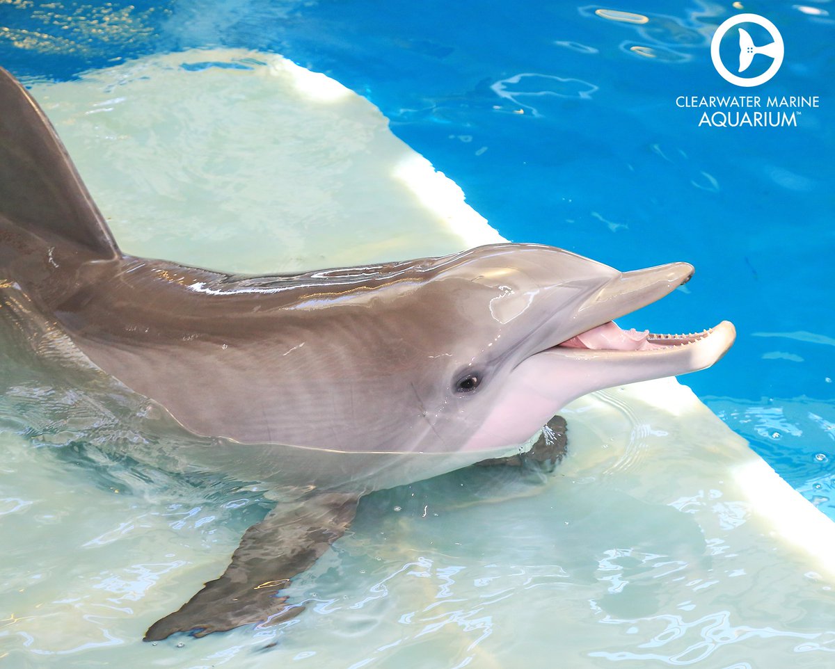 winter dolphin winter dolphin