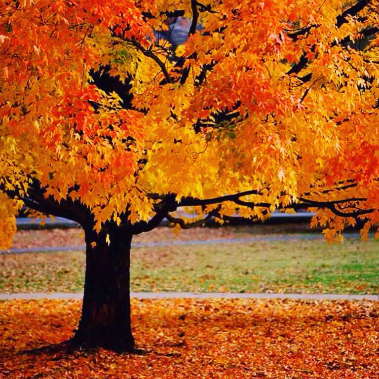 AnglinAudio's tweet image. Do you have a fall wedding, fall festival, or halloween party coming up! Let Anglin Audio MC and provide your music!