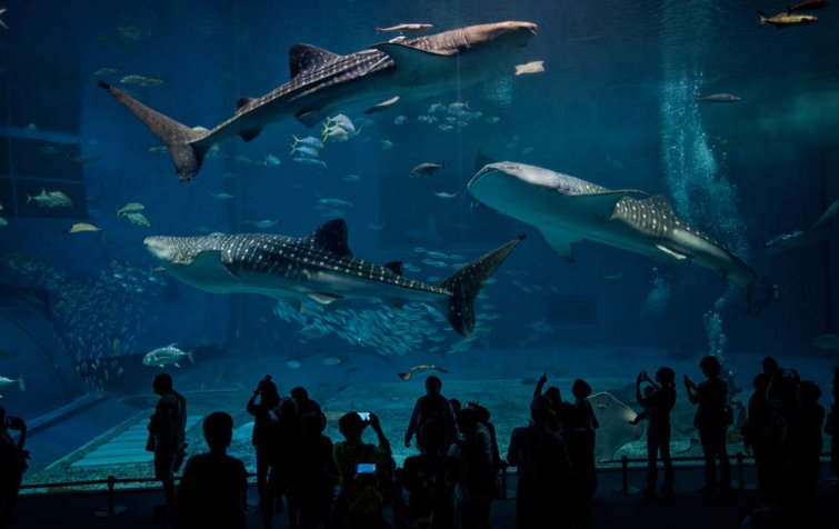 GEOfr's tweet image. 📷 Découvrez le Japon tropical et ses îles Ryūkyū, paradis exotiques🌴 Photos de @jameswdelano bit.ly/geo-photos-jap…