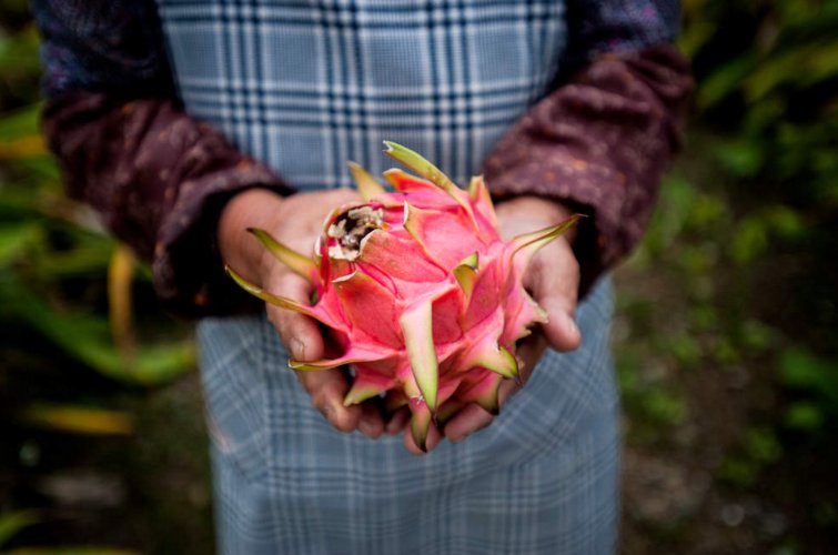 GEOfr's tweet image. 📷 Découvrez le Japon tropical et ses îles Ryūkyū, paradis exotiques🌴 Photos de @jameswdelano bit.ly/geo-photos-jap…