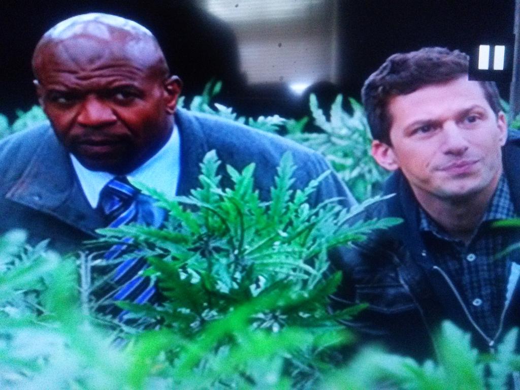 NikonRandy's tweet photo. @AndySamberg @Brooklyn99FOX 
whose idea was it to use grandmas plastic house plants for Marijuana https://t.co/8NTSns1DuX