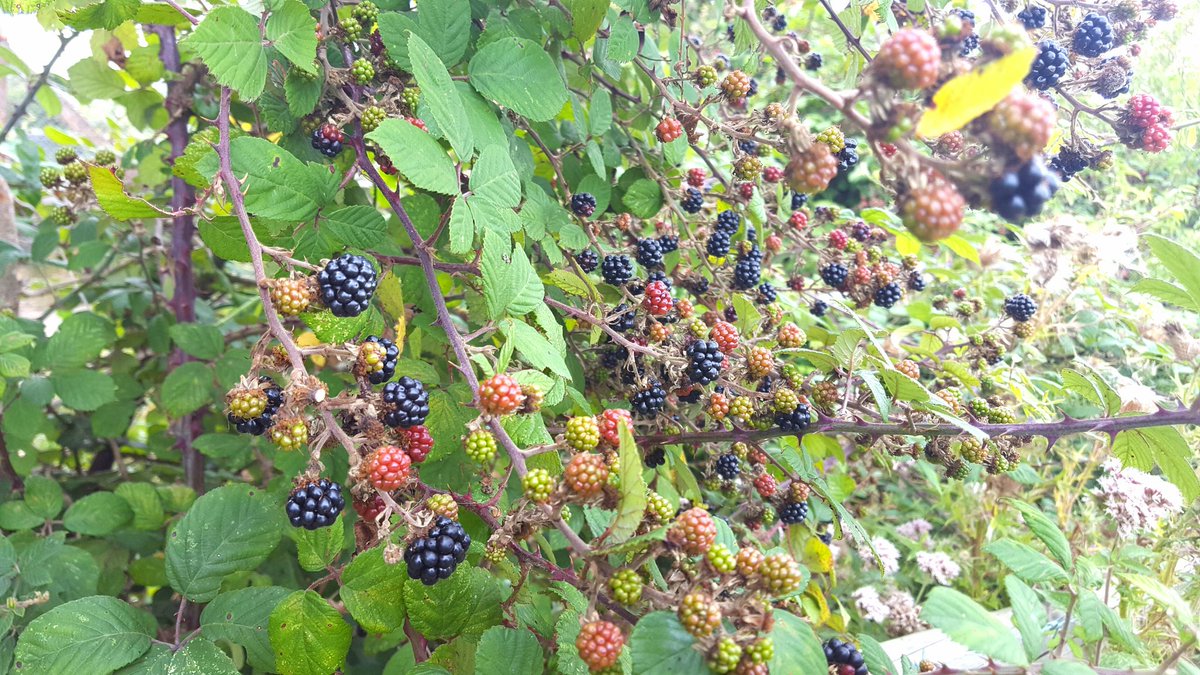 seaviewhotel's tweet image. Get them before its too late
@abigailfox #blackberries