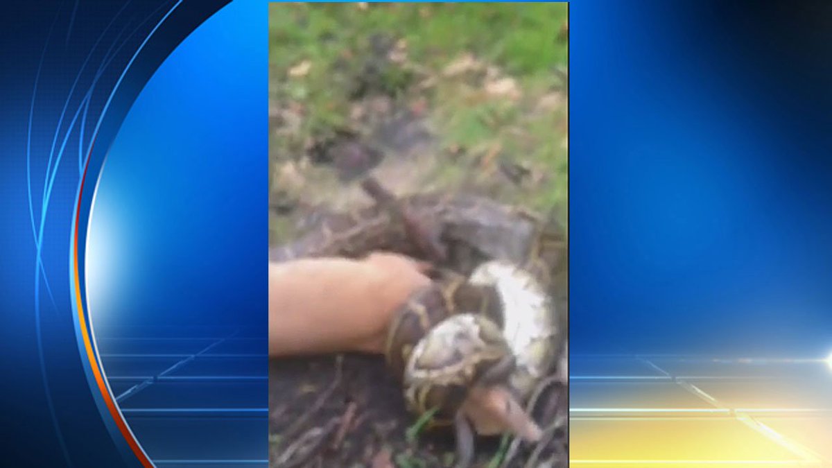 Miami hunter saves deer from python in Everglades bit.ly/2cqMLHh?utm_me… https://t.co/THT0gIuOZG