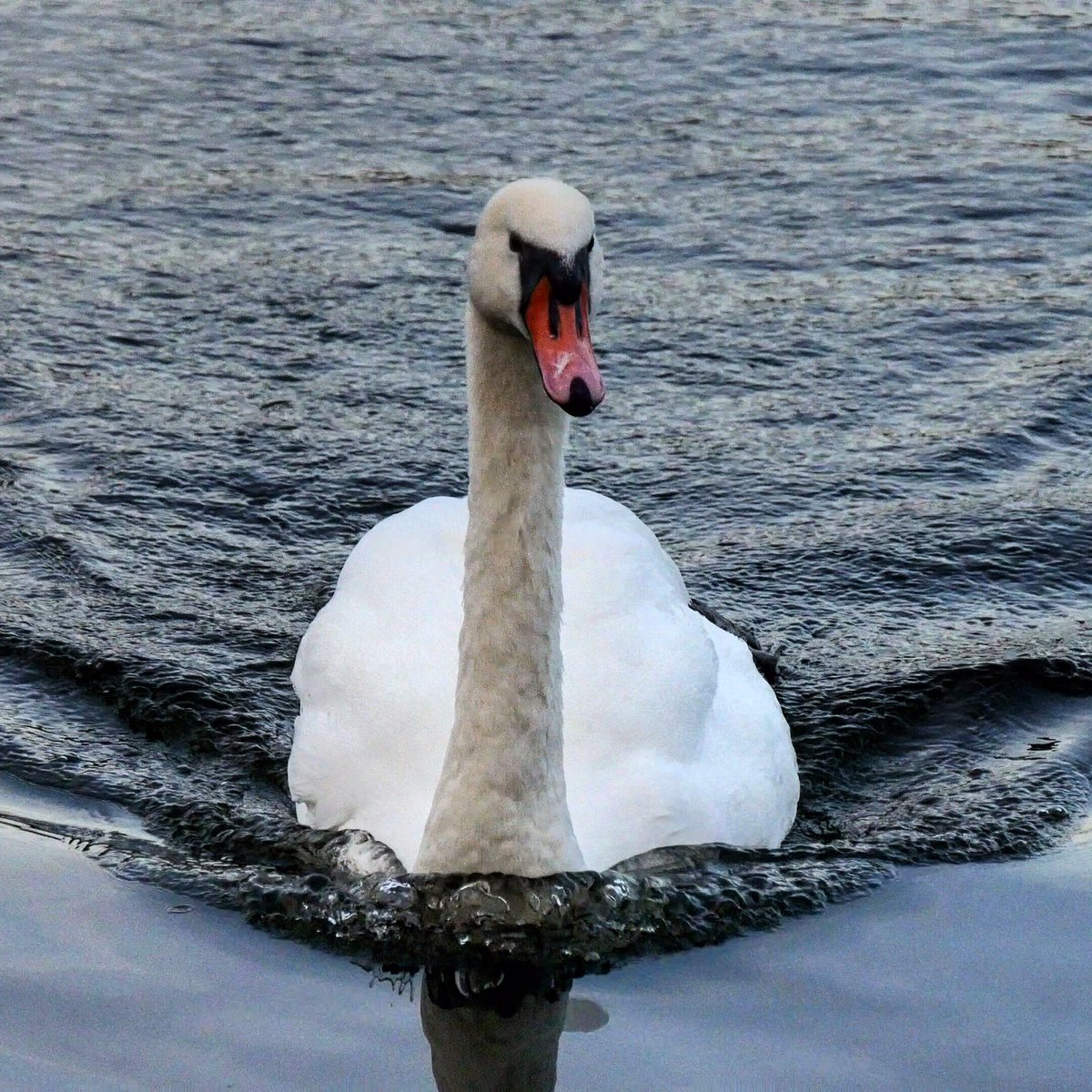 jack_fphotos's tweet photo. On the lake @neneparktrust @VisitPeterboro @peterboroughtel @UKWildlifeBlogs @iNatureUK#swan #Peterborough #lumixg7 https://t.co/Mm7mG9oGcs