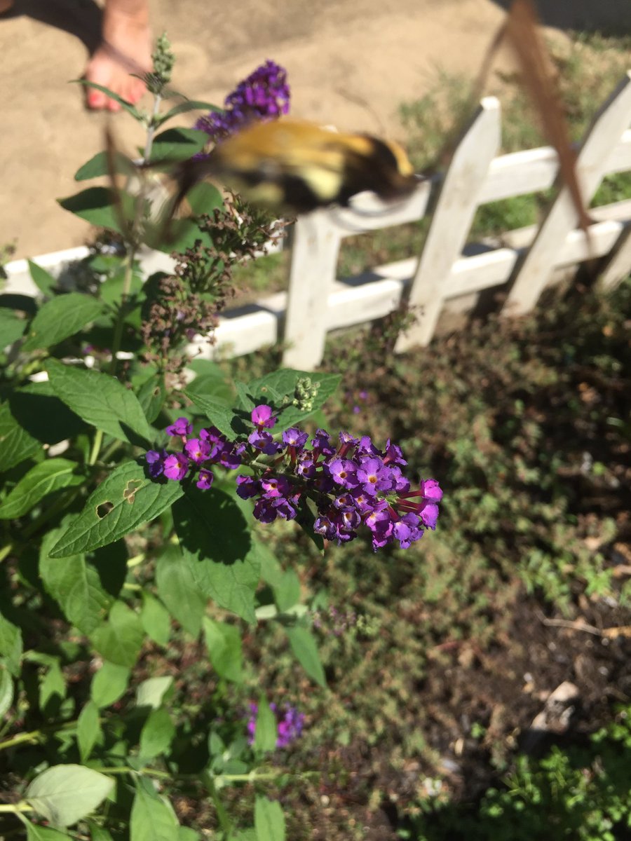 'ABORT MISSION'
#entomology #hummingbirdmoth #lepidoptera #Macroglossumstellatarum #sheknewiwascomin