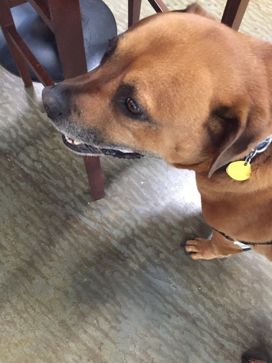 @NCBevCo #dogfriendly <a href="/DirtBagAles/">Dirtbag Ales</a> <a href="/WhiteRabbitBeer/">White Rabbit Brewery</a>