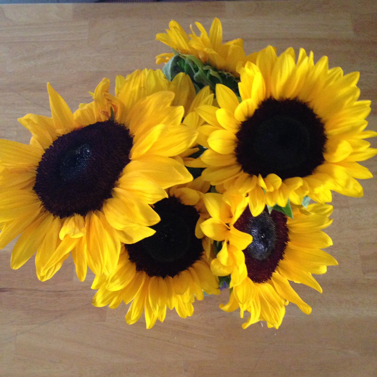 Sunflowers from my beloved <a href="/BrattleSquareFl/">BrattleSqFlorist</a>. #FlowerReport #CambMA #summersend <a href="/alyssaharad/">Alyssa Harad is at the sky place. DM for invites.</a>