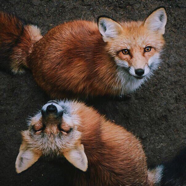 Фыр Фыр, Осень 🐺🍂