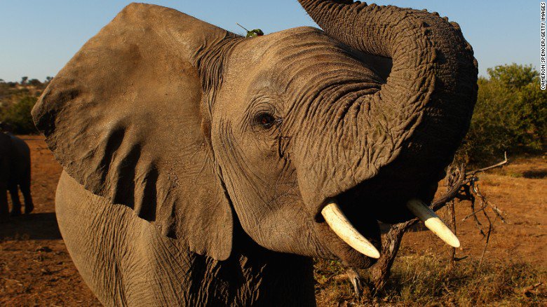 CNN's tweet photo. Poachers have devastated Africa's savannah elephant population. Here's how you can help: https://t.co/RAxobcHuDu https://t.co/JUj4S7VstM