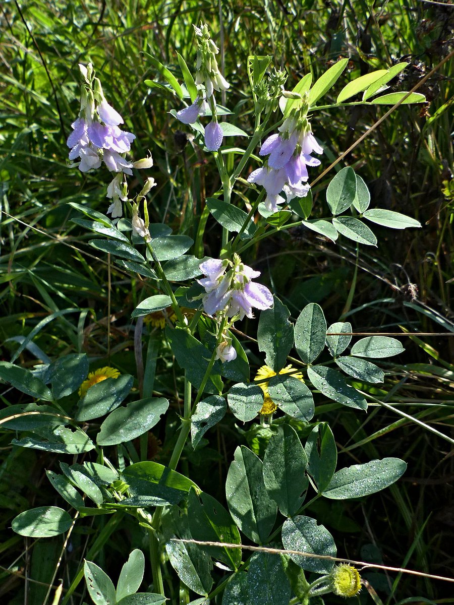Fennel and Fern (fennelandfern) Twitter
