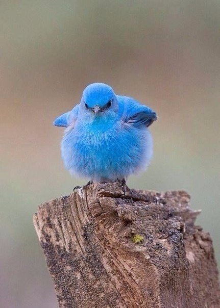 best_fact's tweet photo. А вот та самая птичка из Твиттера! Ретвитни на удачу.. https://t.co/sOtYL5eju5