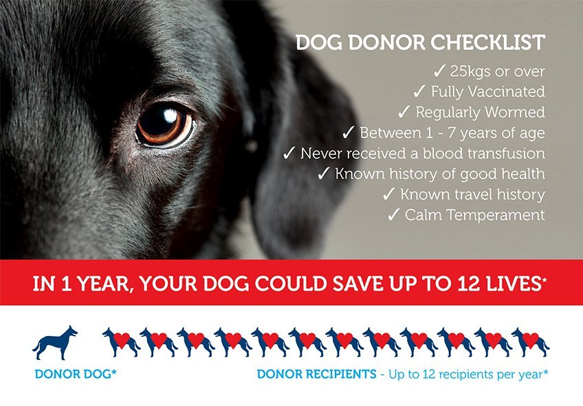 k9don8's tweet image. Did you know that #dogs can #donate too? 
Check out facebook.com/K9DON8 and k9don8.wordpress.com for details!