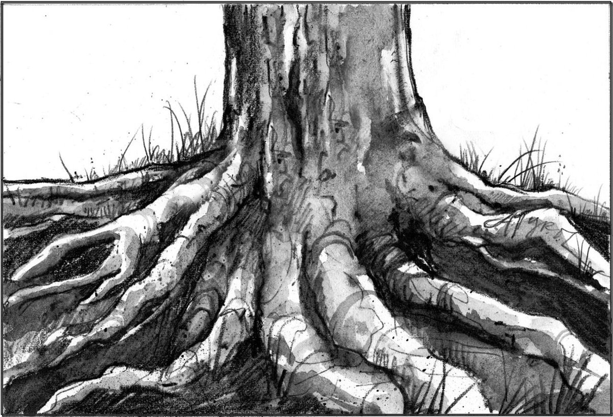 Tree Roots Above Ground