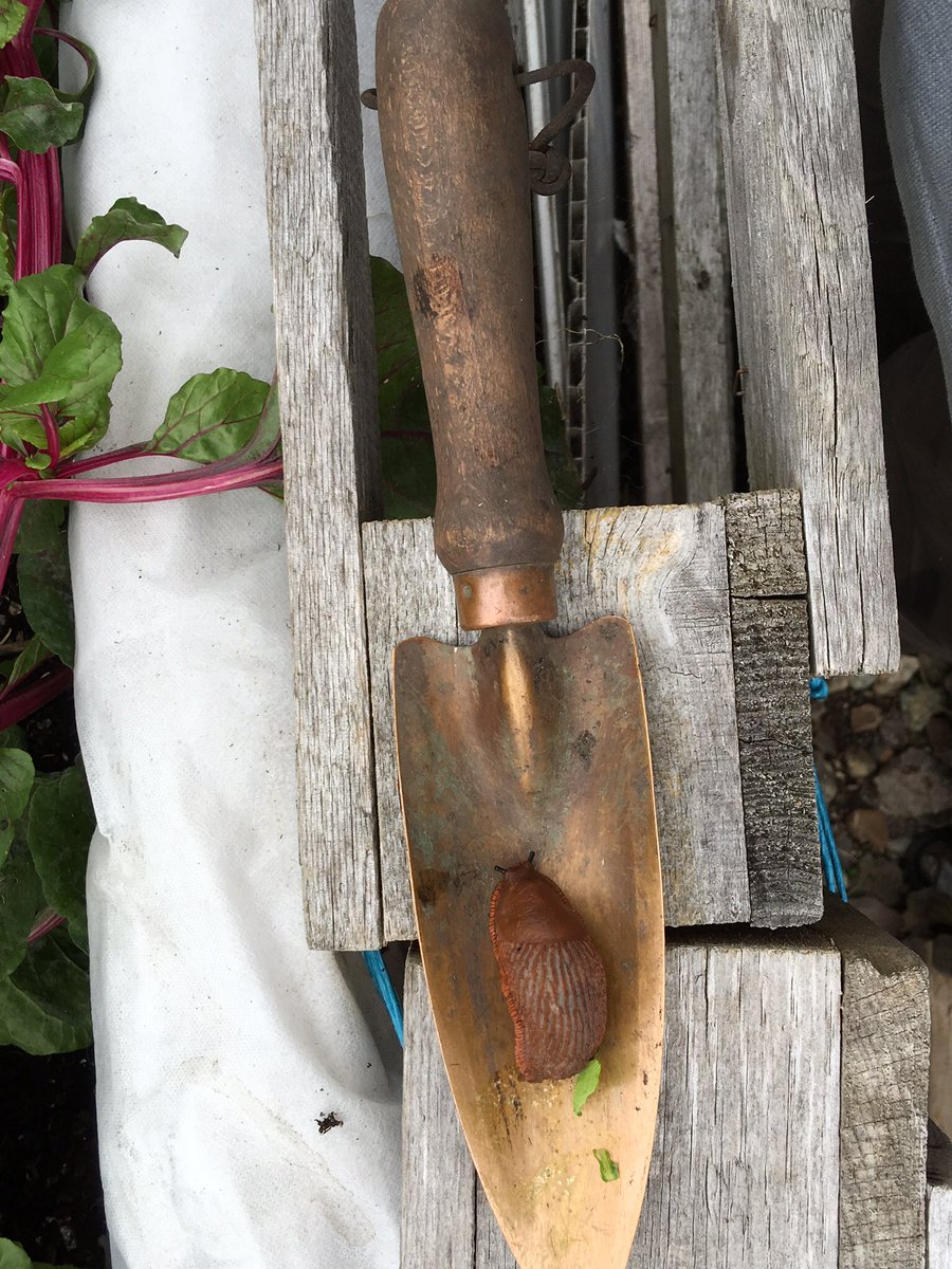 sarfsee's tweet photo. @nickykylegarden @scifirighter
My weapon of choice is side of #CopperTrowel from https://t.co/pwAsoO8uya #VSharp https://t.co/rpmRLgEdBK