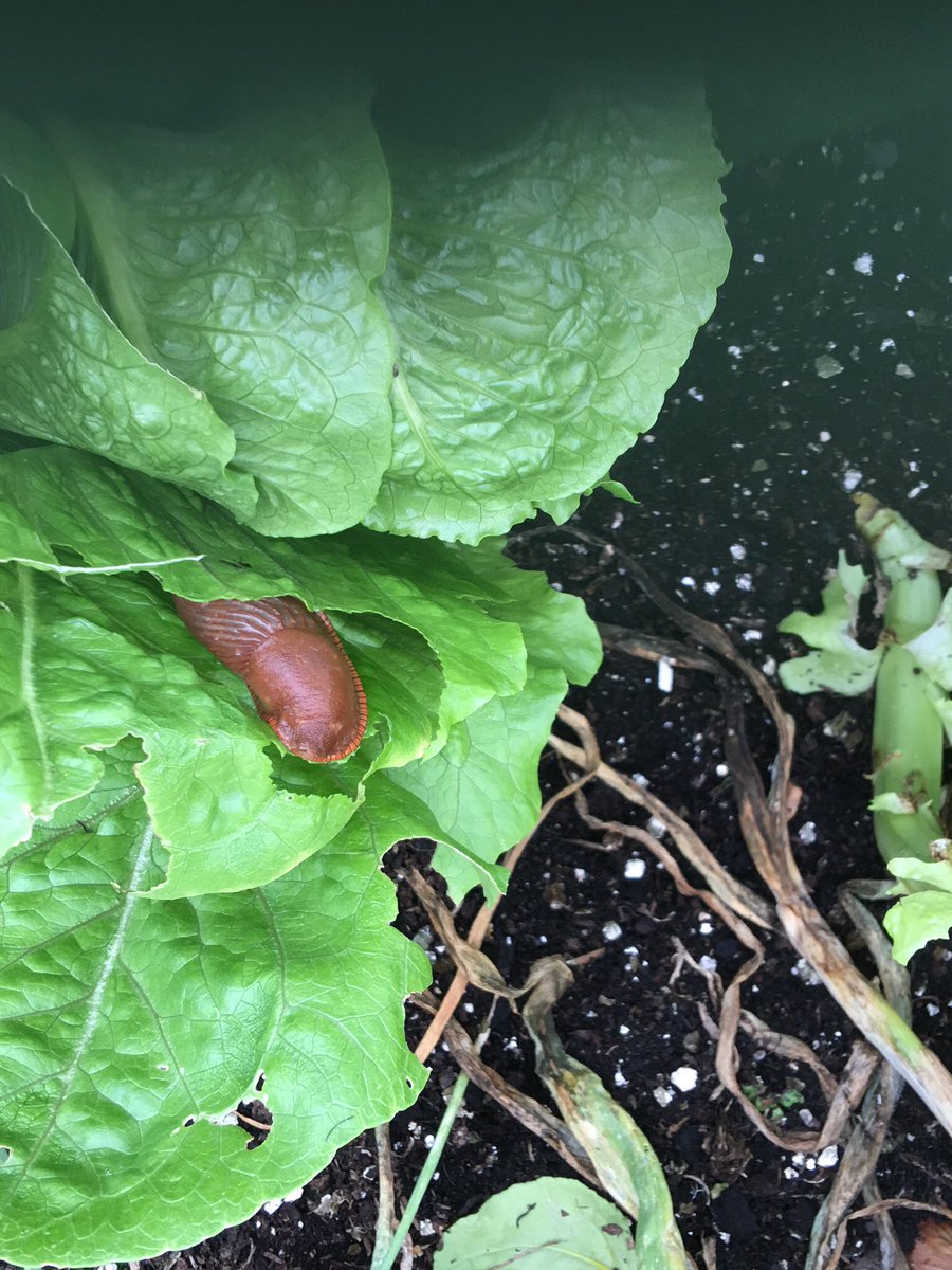 sarfsee's tweet photo. @nickykylegarden @scifirighter
My weapon of choice is side of #CopperTrowel from https://t.co/pwAsoO8uya #VSharp https://t.co/rpmRLgEdBK
