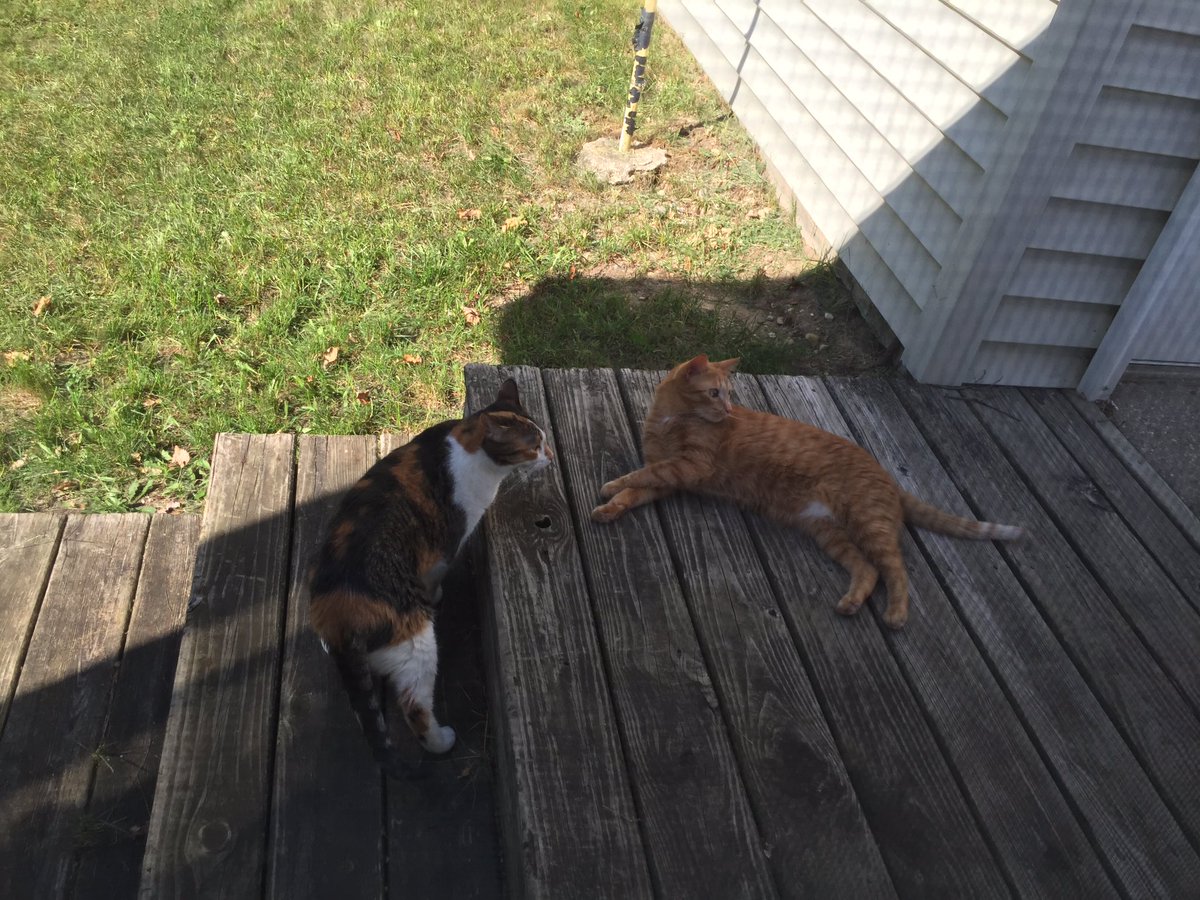 Nacho_Belle's tweet photo. Outside living. https://t.co/JSLcOGlsaw