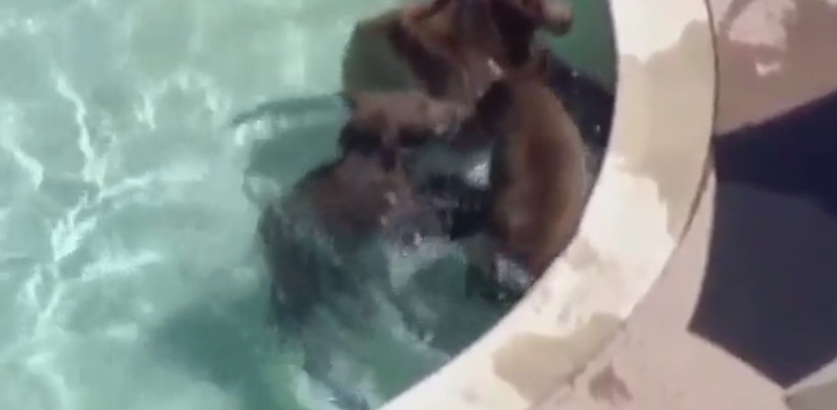 Watch video of a family of bears jumping into neighborhood pools.  bit.ly/2cfMkh5?utm_me… https://t.co/Bhf9HXxmtb