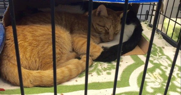 Overcrowded CNY SPCA cuts adoption fee for adult cats trib.al/Y6h8VB9