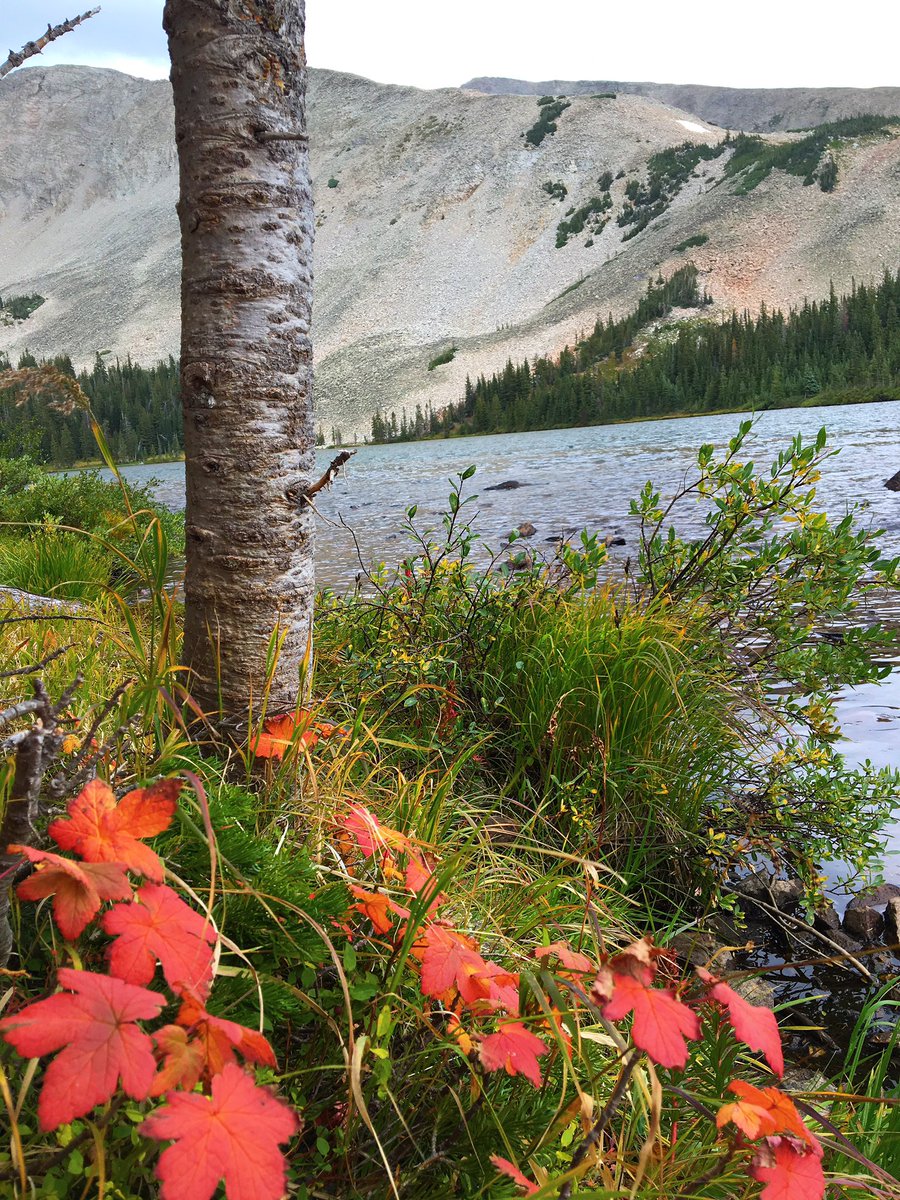 kararaney's tweet photo. πΆπ» 7 miles
π 5 moose
Not a bad ratio ππΌ #BlueLakeTrail https://t.co/s9R2l7oo47