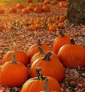 thefemaleboook's tweet photo. IM SO READY FOR FALL AND PUMPKINS AND FLANNELS AND SCARY MOVIES AND PRETTY LEAVES 🍂🎃 https://t.co/slFH4sgGlO