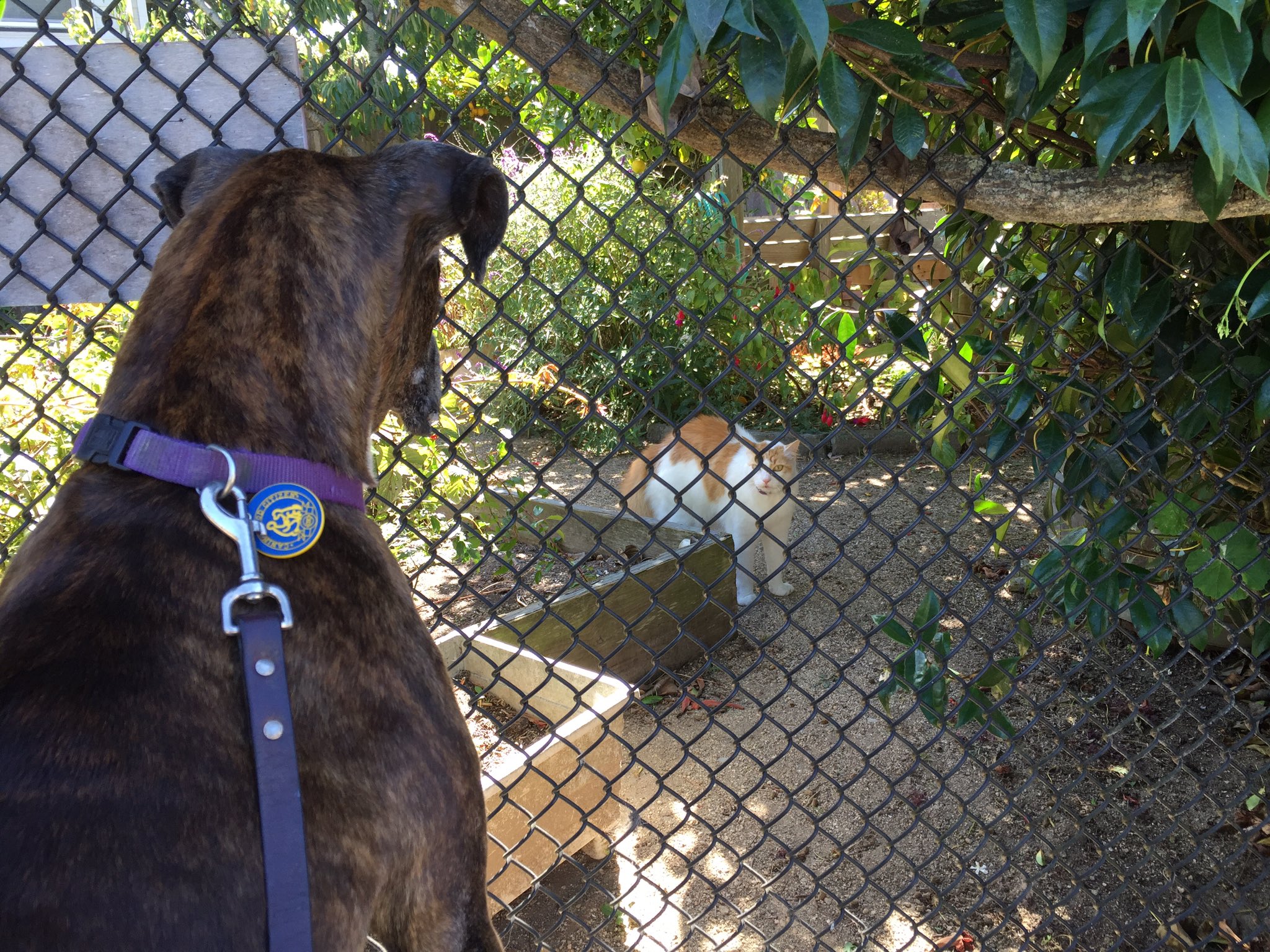 Ryan McCaffrey on Twitter "Pretty sure this fence just prevented a