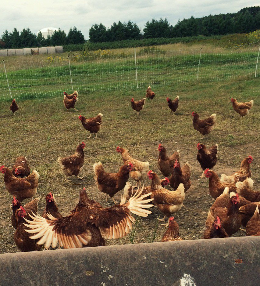 LocallyLaidEggs's tweet photo. That's not flying, it's falling with style...#chickens #MiddleAg #pasture https://t.co/hwUMfvp6lW