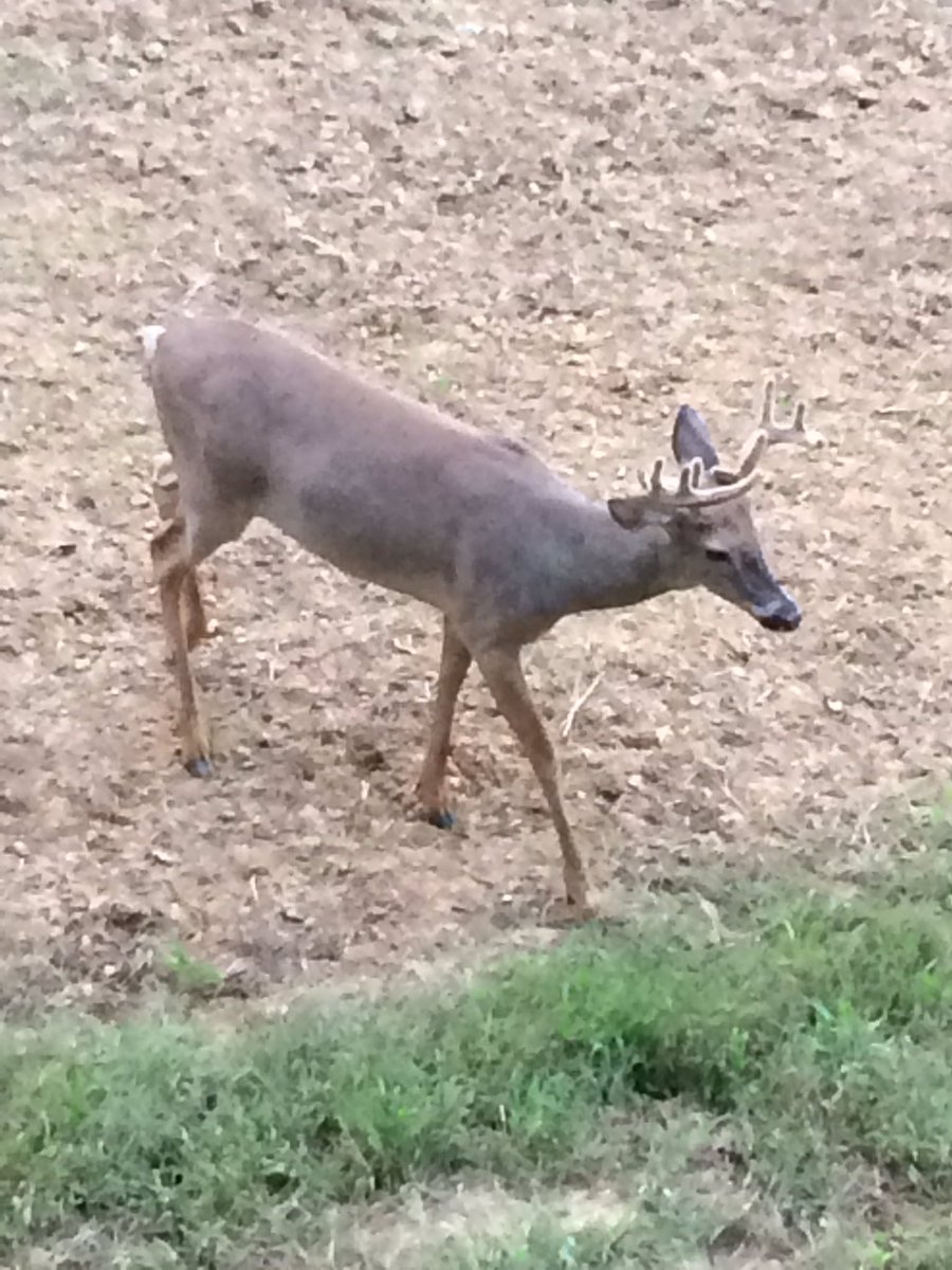 S2SOUTDOORS's tweet photo. Watching a parade of bucks going to the bean fields. #S2SO https://t.co/Thh14Ipu4s