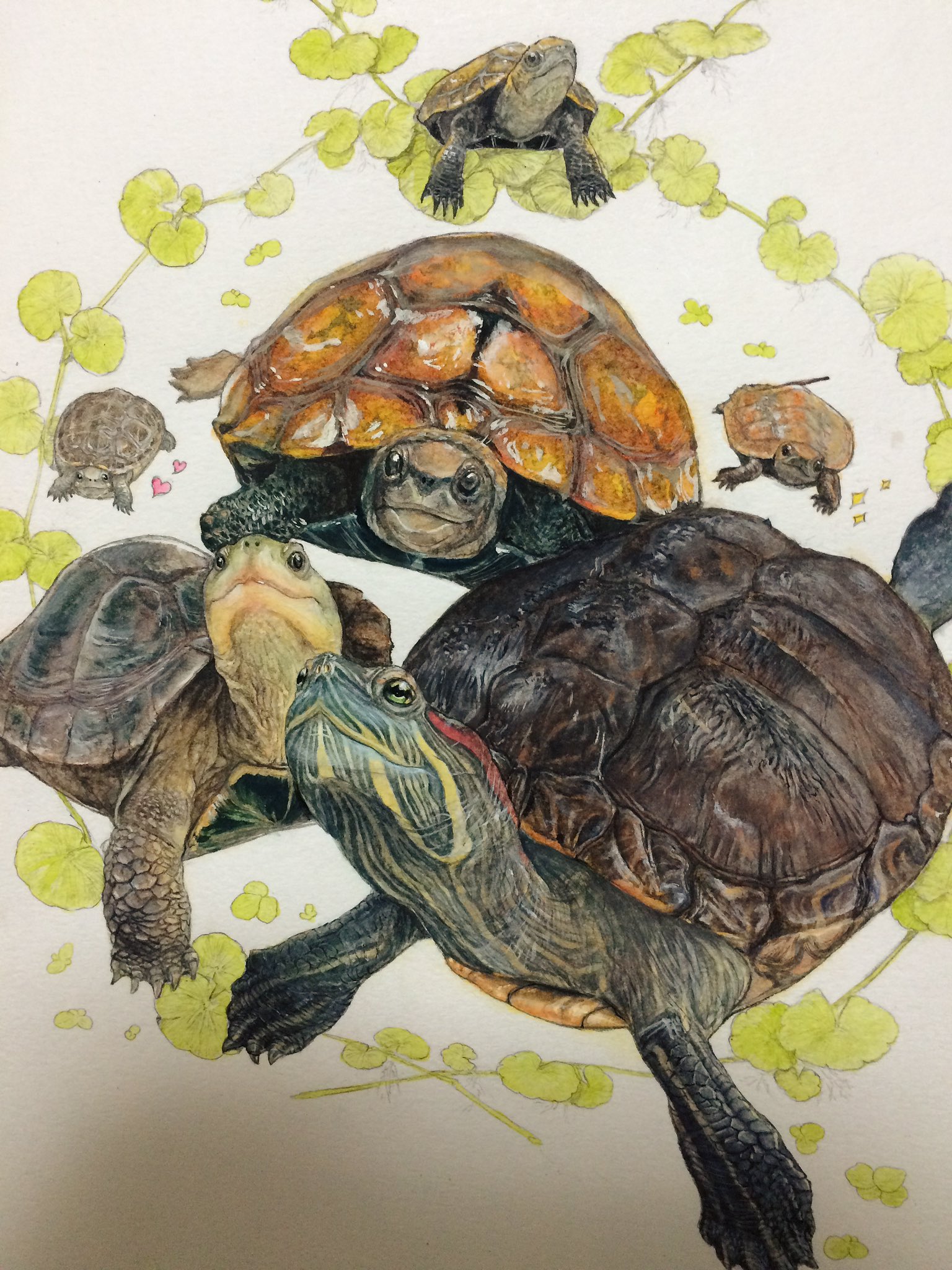 八重山みなみん Gwお楽しみに 吉報 昨日イラスト完成しました 細部も少し撮ったので載せておきます カメ 二ホンイシガメ アカミミガメ リアルイラスト T Co Epr3vvfbpt Twitter