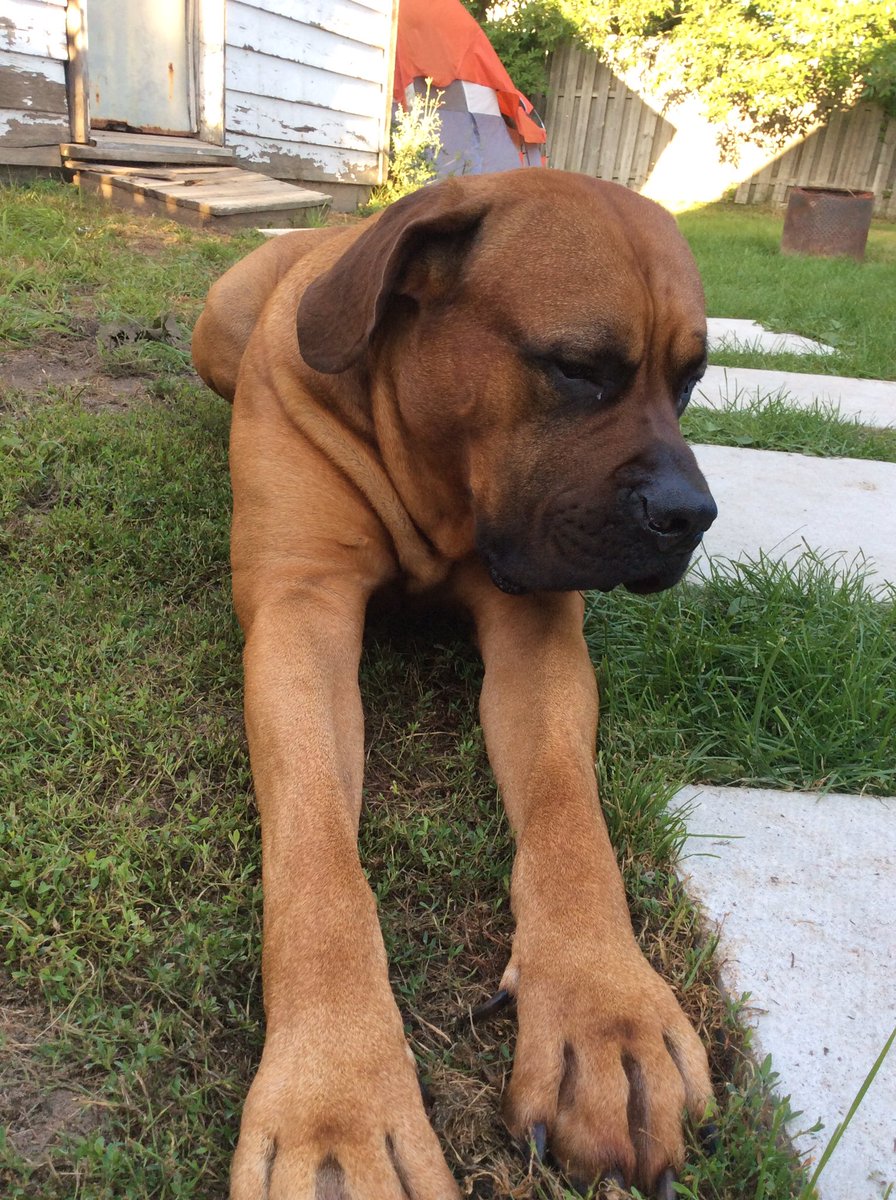 alexus_beaulieu's tweet photo. Why not take pictures of Cooter? I thought. Ends up taking 30😂 https://t.co/UQPZaIo3o8