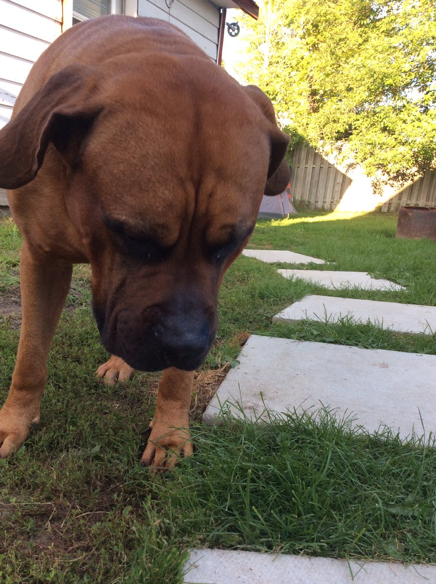 alexus_beaulieu's tweet photo. Why not take pictures of Cooter? I thought. Ends up taking 30😂 https://t.co/UQPZaIo3o8