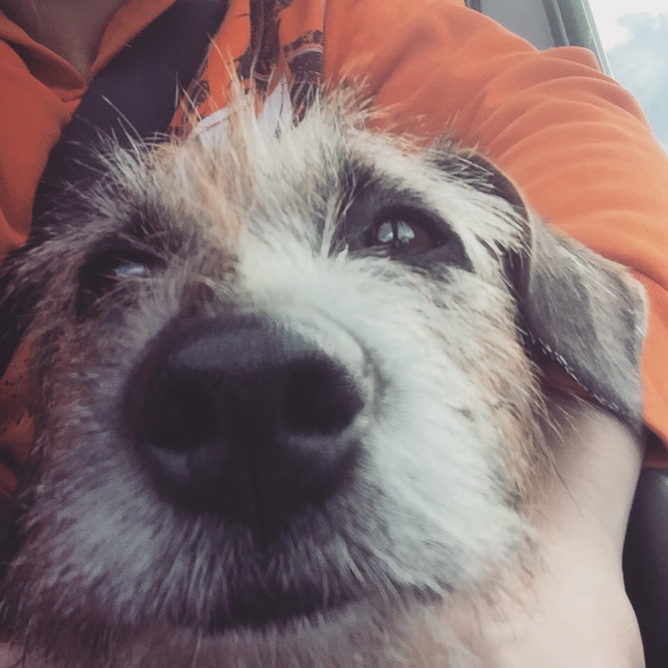 jenld182's tweet photo. When you're struggling to stay awake on the way home from a moto day.. #longblinks #snoozing #jackrussell #motocross https://t.co/kqukO6VHXD