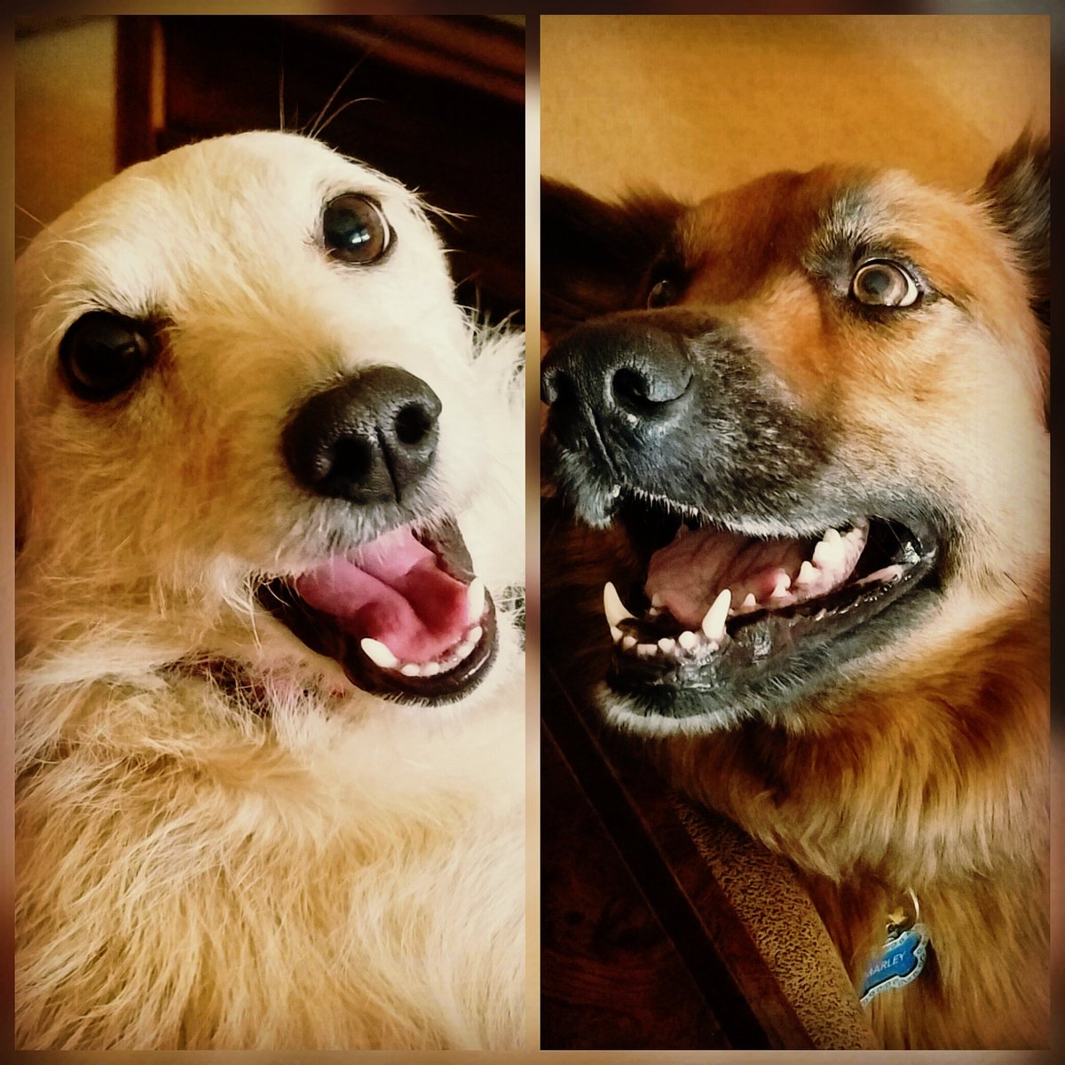 sgtbetsysmith's tweet photo. @safecallnoworg she's such a sweetie!! She needs to visit Tucson and hang out with #SadieSmith and #MarleySmith! https://t.co/Ugefu4pj46