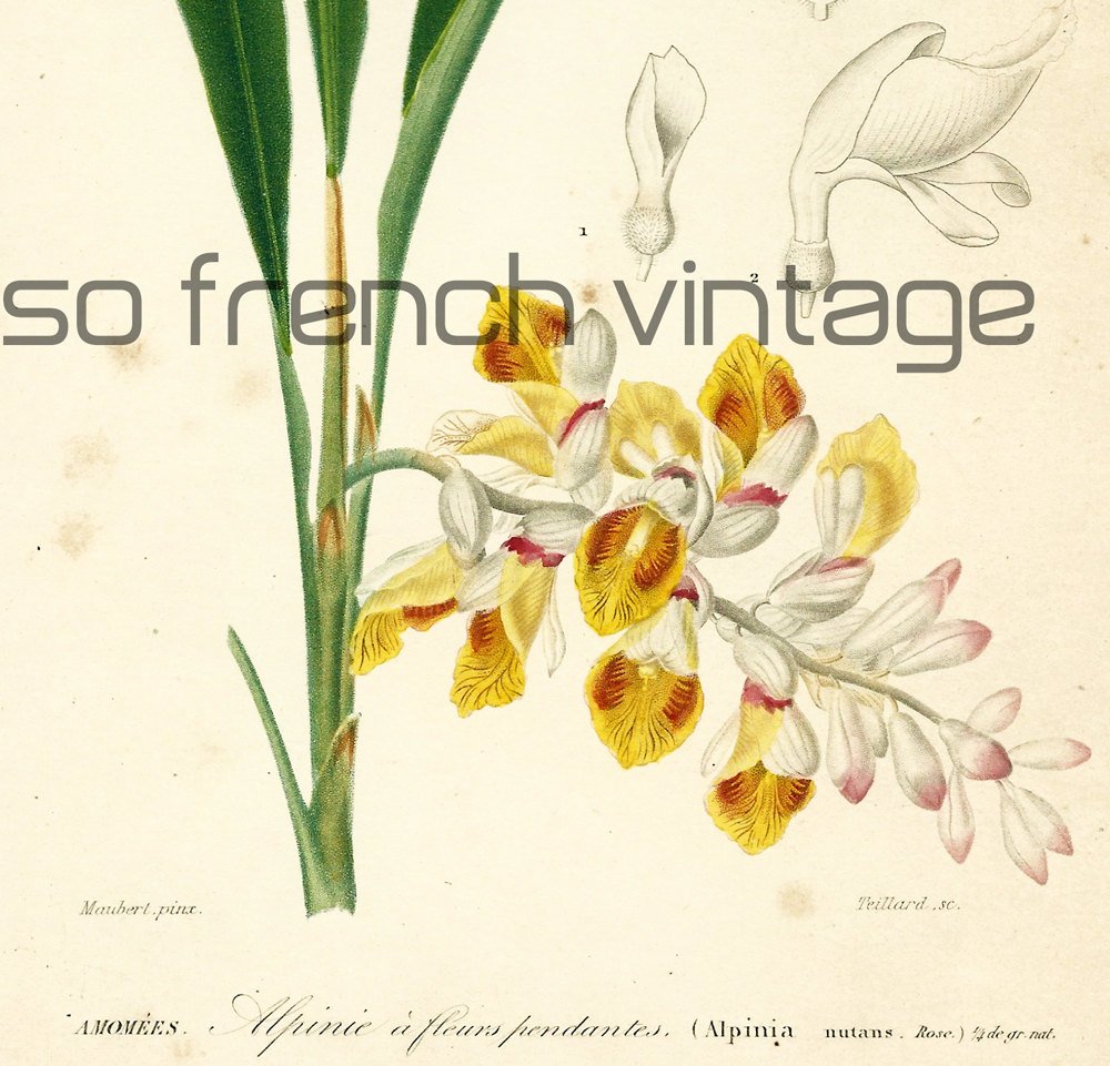 sofrenchvintage's tweet photo. 1861 Alpinia by Orbigny Original Antique botanical Print… https://t.co/Ig4n9IV1BW #sofrenchvintage #FrenchLithograph https://t.co/VJddiSX4Nb