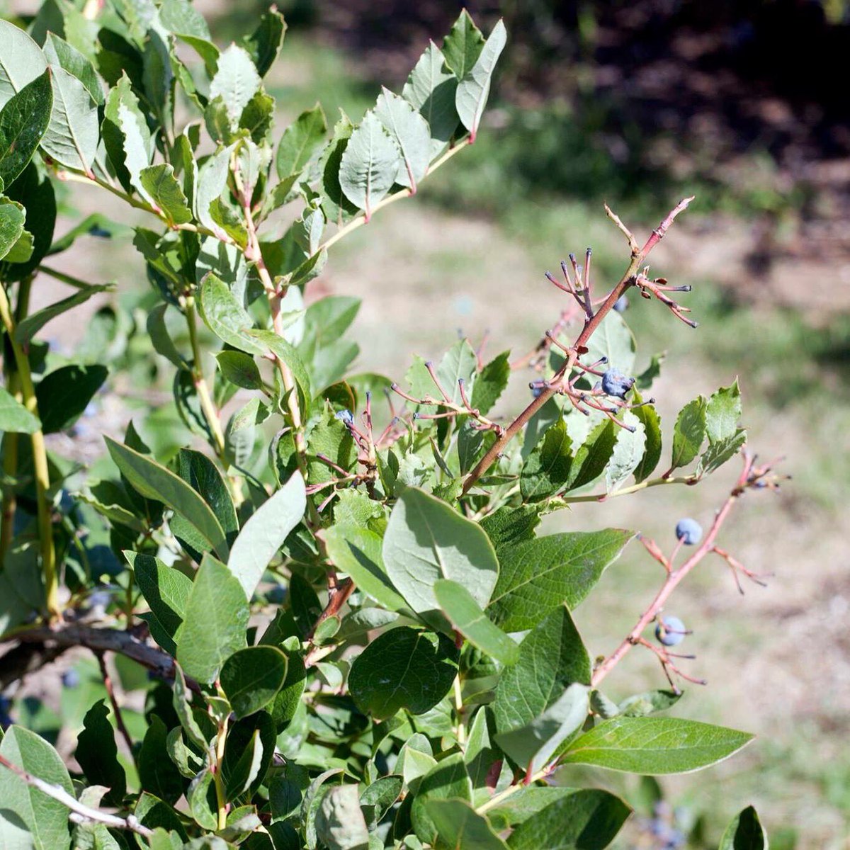 We are now closed for the 2016 season. Thanks to everyone that made our farm part of your summer plans this year!