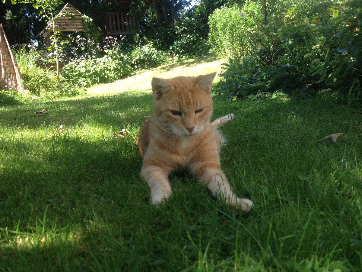 SimbaSimCat's tweet photo. https://t.co/BTBPFK84Gg