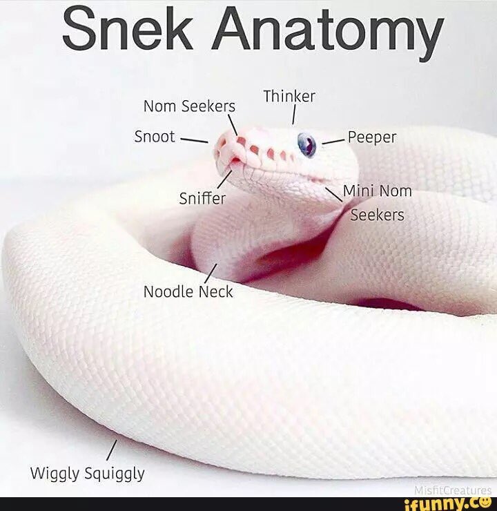 SmolSnake's tweet image. Ssssss.

-Sssssssss sss.
-Sssssss
-sssssss ssssss ss
-Ssss sssssss!