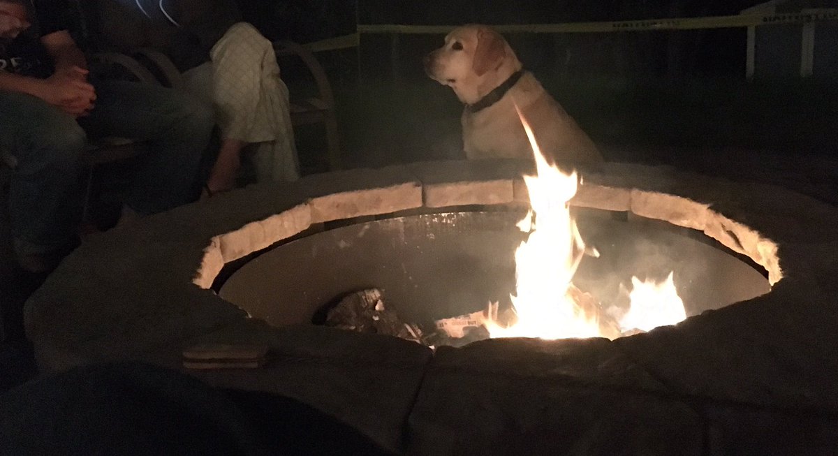 EllenJSim's tweet photo. One alien fire pixie rising from the fire while a bored dog sits nearby #familyfirepit https://t.co/bOxt2mVExd