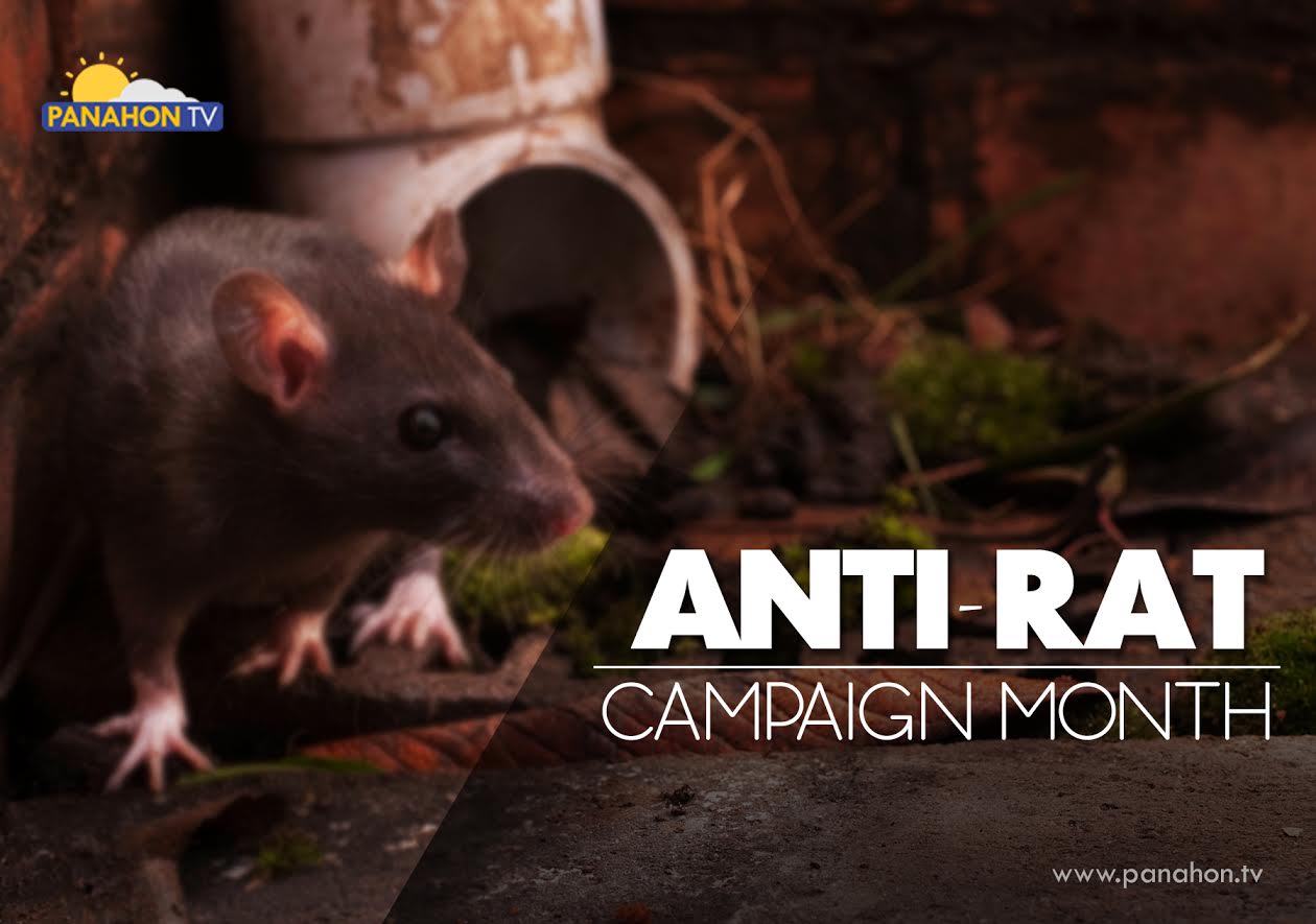 Panahon.TV on X: September is Anti-Rat Campaign Month. Let's ward off  these rodents by keeping our surroundings clean!  /  X